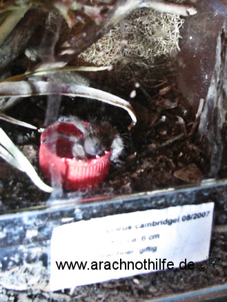 P. cambridgei am Wassernapf