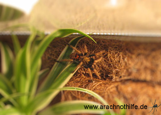 Erste Schritte im Terrarium...