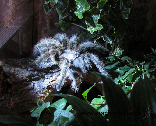 Rosi bei abendlicher Beleuchtung