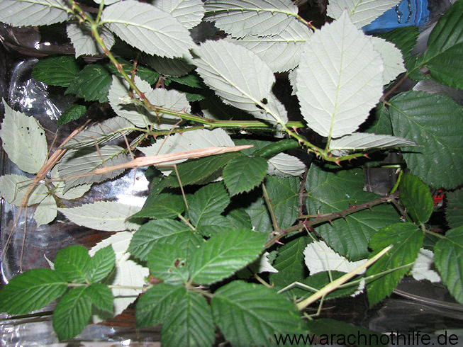 Sipyloidea sipylus