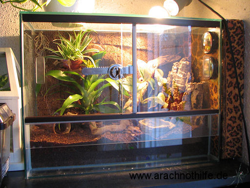Terrarium der Chroma