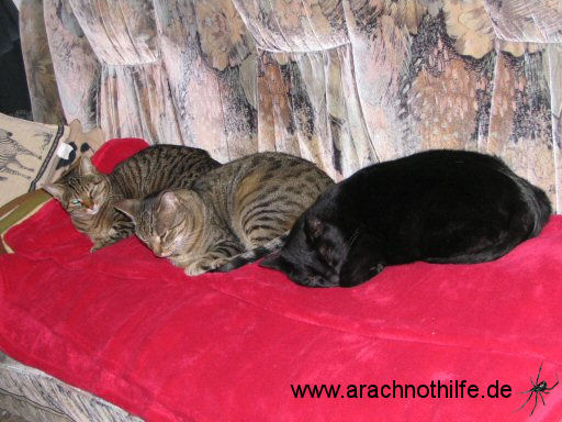 Trio Infernale